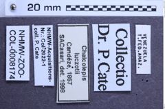 Etiketten zu Chalcolepis luczotii (NHMW-ZOO-COL-0008174)